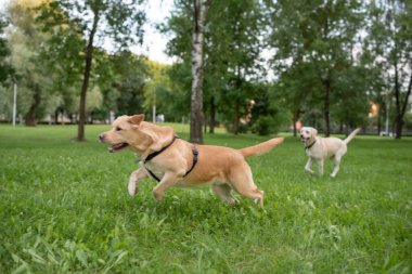 Bir çift Labrador parkta oynuyorlar. Yakından çekilmiş..