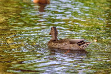 Ördekler gölgede yüzer