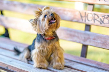 Güneşli bir günde Yorkshire Teriyerinin Portresi.