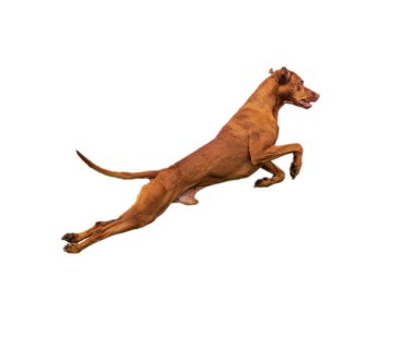 Beyaz bir arka planda izole edilmiş bir sıçrayışta av köpeği..