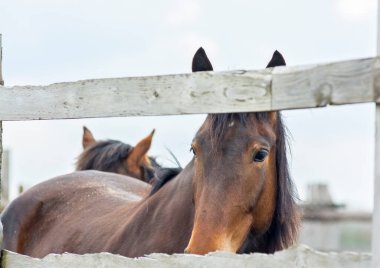 At kameraya bakar, sadece çerçevede burnu vardır.