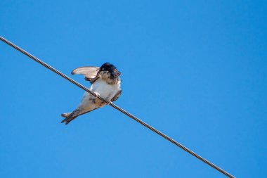 Elektrik hattında otururken yut. Fotoğraflı yakın plan..