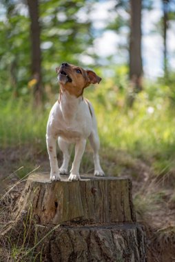Jack Russell Terrier ormanda bir kütük üzerinde duruyor. Yakından çekilmiş..