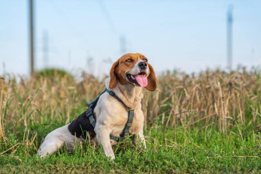Estonya tazısının portresi. Temiz hava..