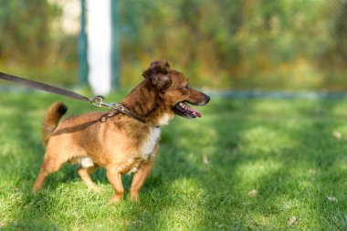 Evcil köpek yazın çimlerin üzerinde tasmayla oynar..