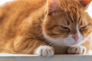 Kızıl bir kedinin yakın plan portresi..