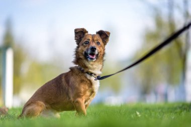 Yazın çimlerin üzerinde tasmalı bir bahçe köpeği portresi.