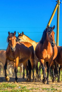 At sürüsü tarlada koşuyor.