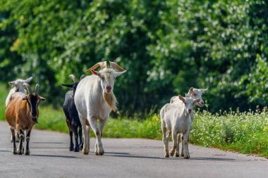 Bir keçi sürüsü yol boyunca yürüyor.