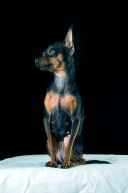 Siyah arka planda oyuncak bir teriyer köpeğinin portresi. Fotoğraflı yakın plan..