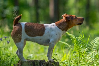 Jack Russell Terrier ormanda bir kütüğün üzerinde duruyor. Fotoğraflı yakın plan..