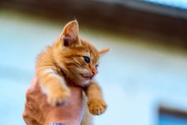 Bir adamın ellerinde bir kedi yavrusu 