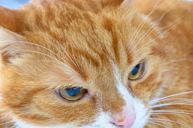 Kızıl bir kedinin portresi. Yaklaş.