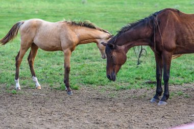 İki at tarlanın etrafında yürüyor.