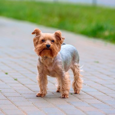 Sokakta yürüyen şirin bej bir teriyer.