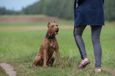 Sahada bir kız Amerikan Pitbull Terrier 'iyle oynuyor..