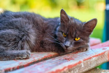 Siyah bir kedi bankta yatıyor.