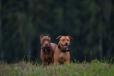 Deri yakalı iki kızgın pitbull teriyeri ormanın arka planında çimlerin üzerinde duruyor..