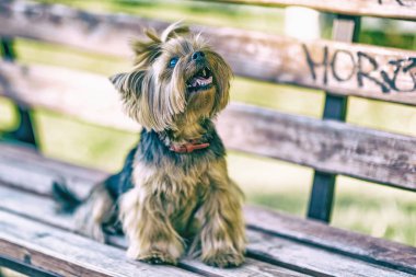 Parktaki Yorkshire Teriyeri. Yüksek anahtarla çekilmiş..