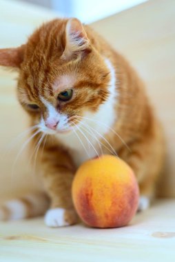 Şeftalinin yanındaki kırmızı kedinin portresi.
