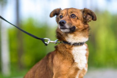 Parkta tasmalı bir köpek gezintisine çıkmış..