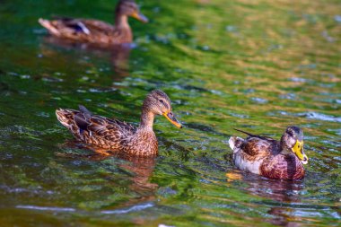 Ördek gölde yüzüyor.