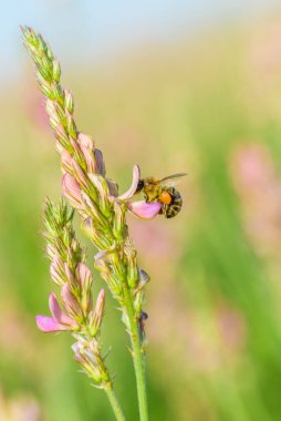 Arı lupin çiçeklerinde bal toplar. Yakın planda fotoğraflandı..