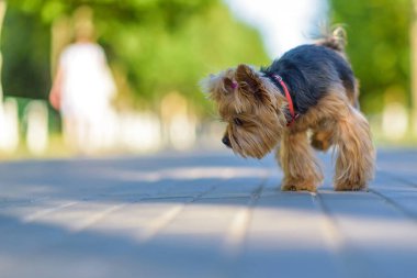 Yorkshire Teriyeri kaldırım taşlarında çalışır..