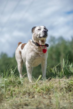 Alabai, ormanın ve gökyüzünün arka planında çimlerin üzerinde duruyor. Fotoğraflı yakın plan..