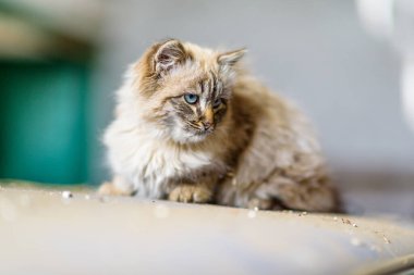 Mavi gözlü gri bir kedi yavrusunun portresi, yakından çekilmiş..