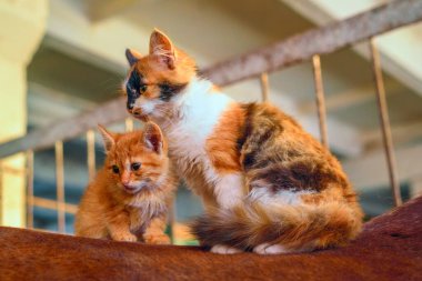 Atın sırtındaki kedi yavruları ahırda.