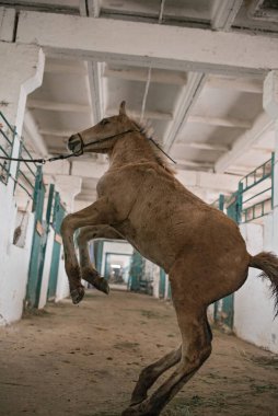Genç bir tay ahıra tekme atıyor. Yakından çekilmiş..