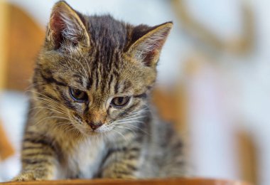 Evsiz kedi yemek yiyor.