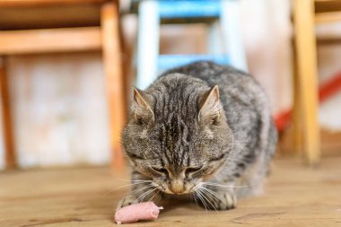 Gri kedi ahşap bir zeminde yemek yer.