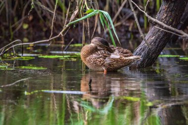 Güzel bir yaban ördeği gölette tüyleri temizler. Fotoğraflı yakın plan..