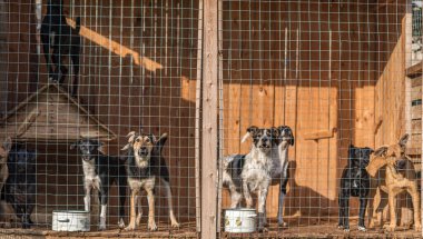 Kafeste bir sürü köpek var. Yakın mesafeden çekilmiş..