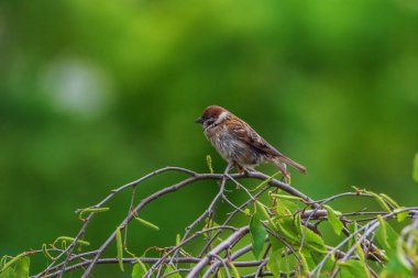 Bir serçe ağaç dalında oturur, yeşil bir arka planda yakın plan çekilir..