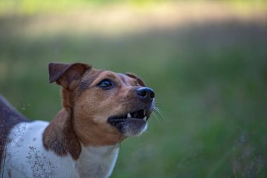 Jack Russell Terrier portresi. Yakından çekilmiş..