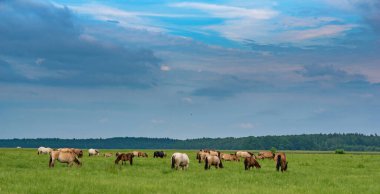 Bir at sürüsü yeşil bir arazide otluyor..