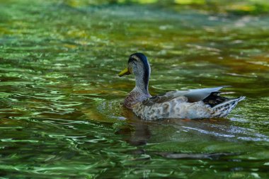 Ördekler gölette yüzer.