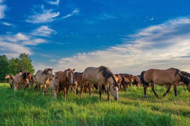 Yazın yeşil bir tarlada otlayan at sürüsü.