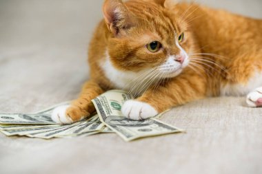 Yüzlerce dolarlık banknotları olan evcil bir kedinin portresi..
