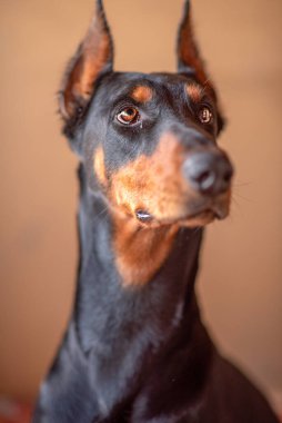 Bir doberman portresi. Bir apartman dairesinde yakın plan çekilmiş..