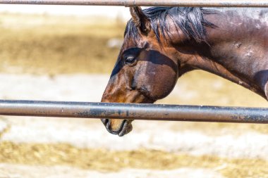 At yazın ahırdaki bir ahırda duruyor..