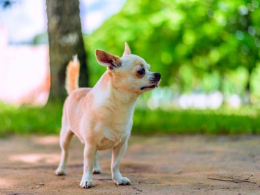 Chihuahua bahçede oynuyor.