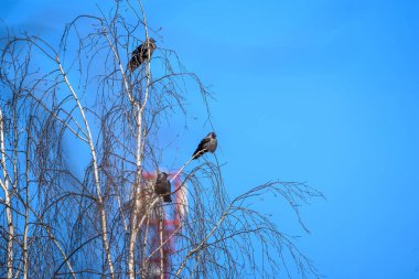 Bir karga sürüsü gökyüzüne karşı bir ağaçta oturuyor..