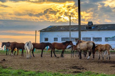 Çiftlikteki atlar gün batımında ahırın yanında.