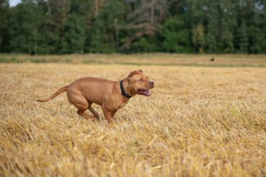 Yakışıklı Amerikan Pitbull Terrier biçilmiş alanda hızlı koşar..