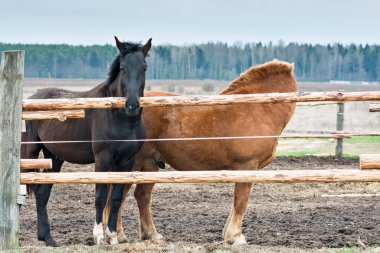 Çitin arkasında bir ağılda iki at var. 
