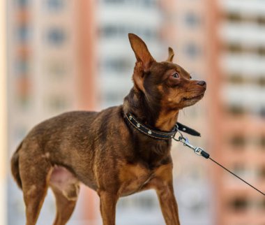 Tasmalı küçük bir köpek